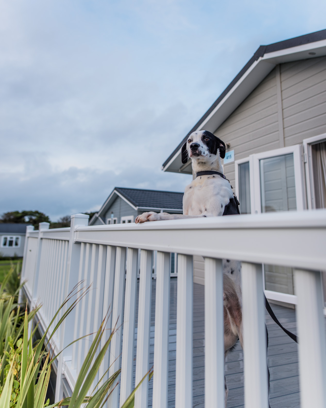 Our Guide To The Perfect Dog Friendly Holiday in Devon