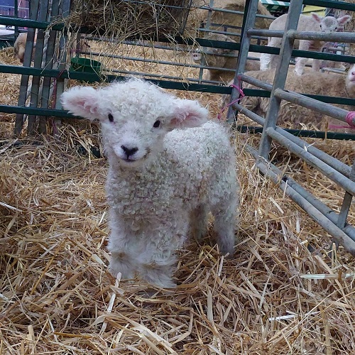 lamb at the big sheep