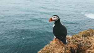 Nicholas Kampouris - Puffin on cliff top